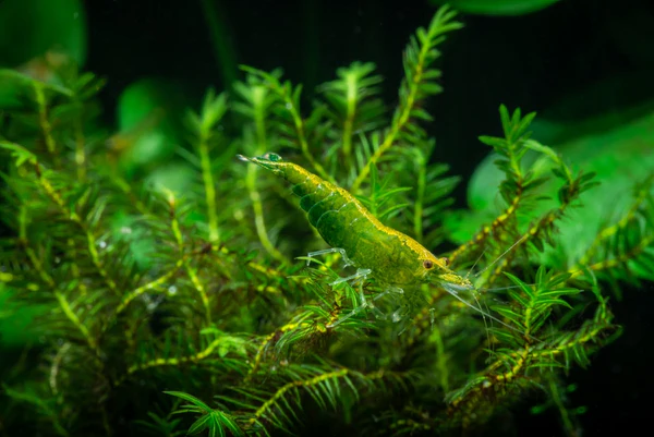 Pictured, Almost fully camouflaged Green Jade Shrimp