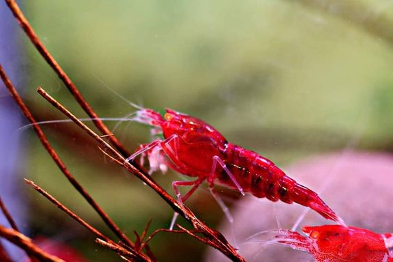 Pictured, beautifully vibrant Blood Mary Shrimp in a planted tank