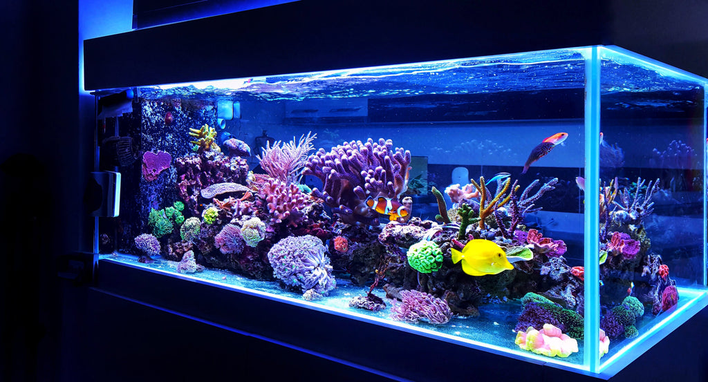 Pictured, A well maintained marine aquarium