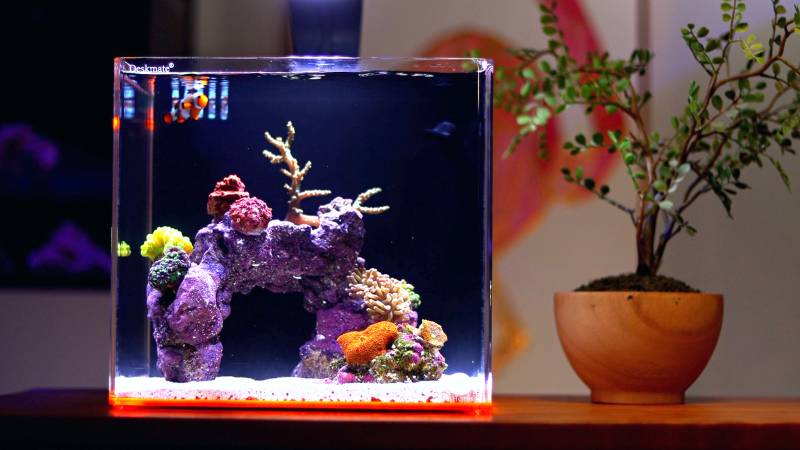 The Basics of Saltwater Aquariums