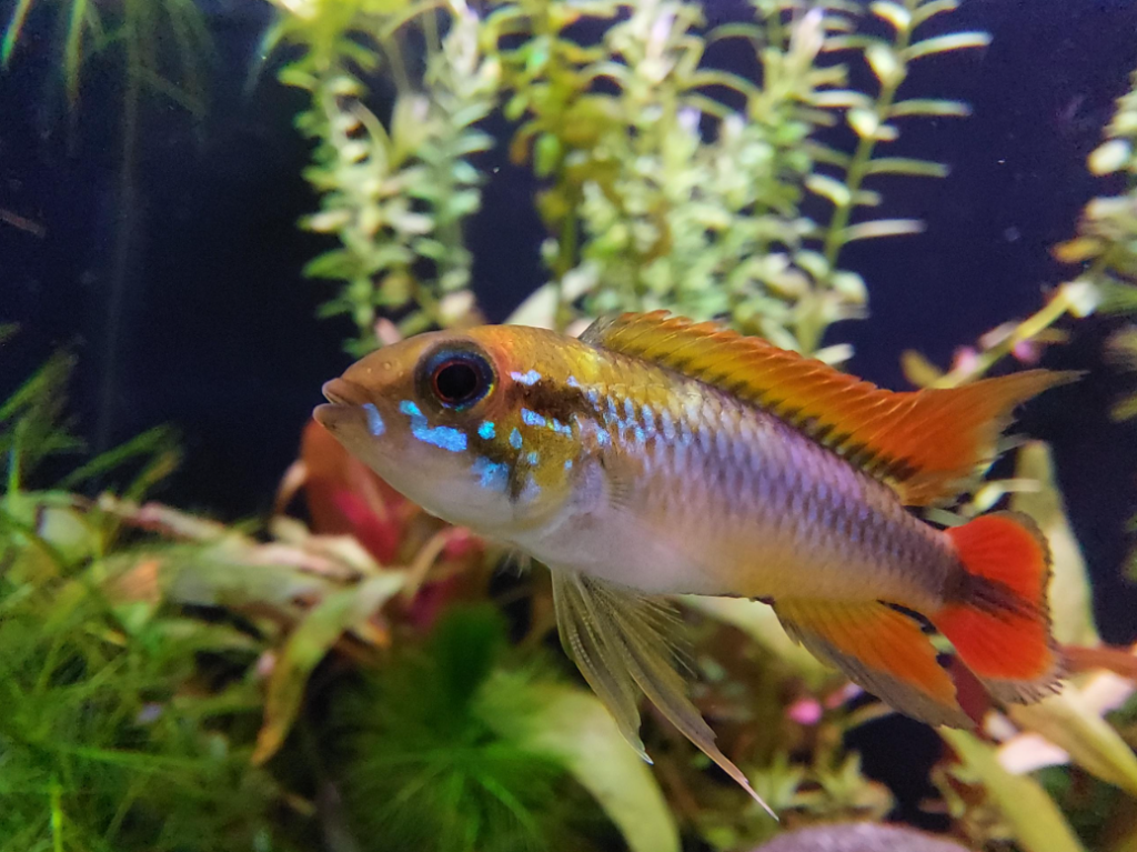 Pictured, An Apistogramma agassizii swimming in an aquarium