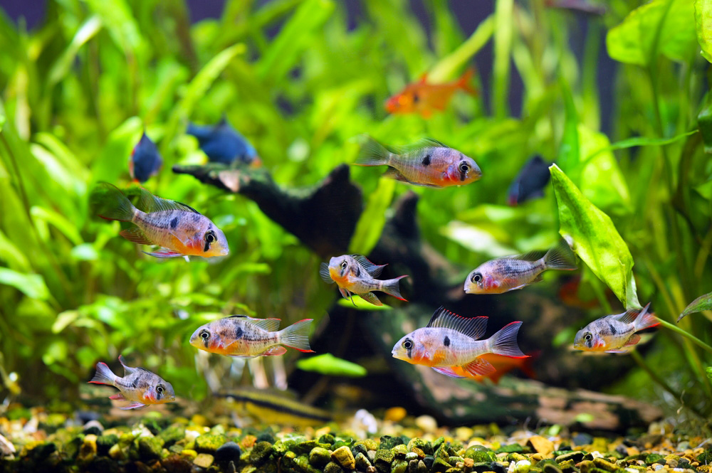 Pictured, a peaceful community tank with Bolivian Ram fish and other species