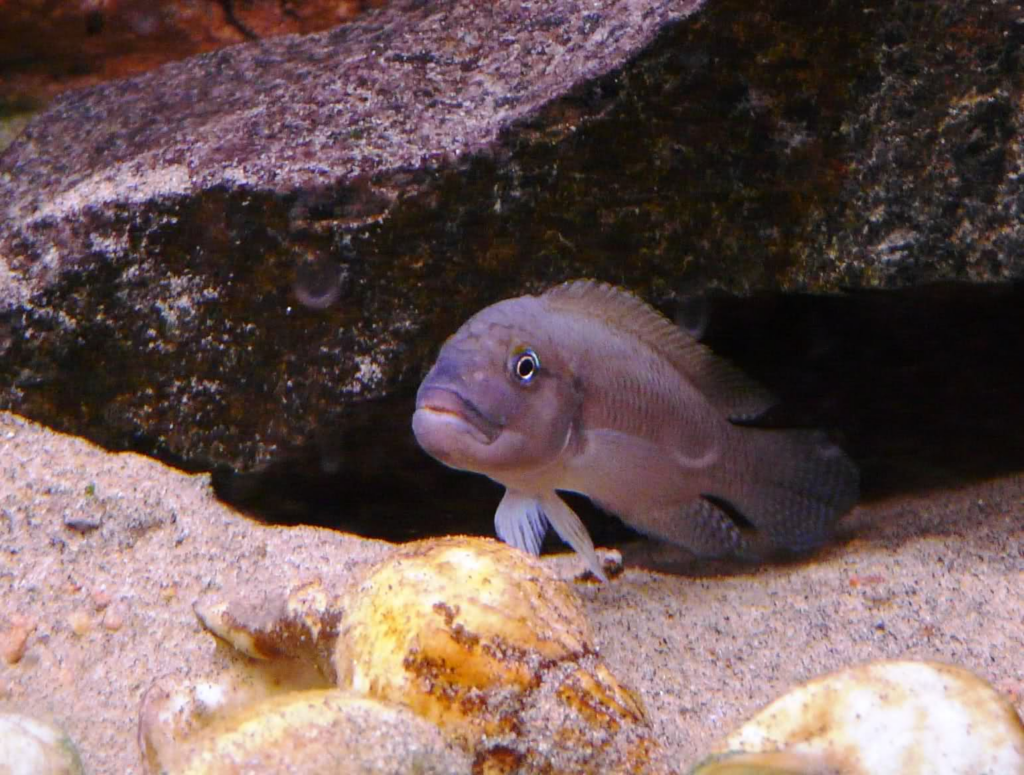 Pictured, Telmatochromis temporalis in its home aquarium