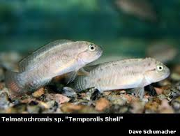 Pictured, A pair of Telmatochromis temporalis