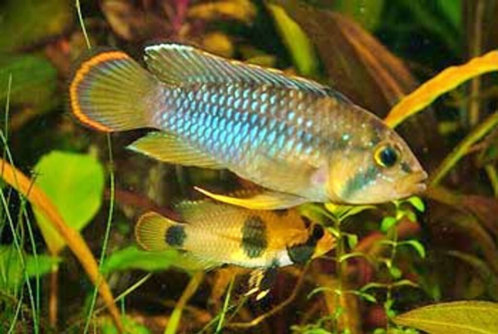 Pictured, A pair of Panda Cichlid swimming in their planted tank