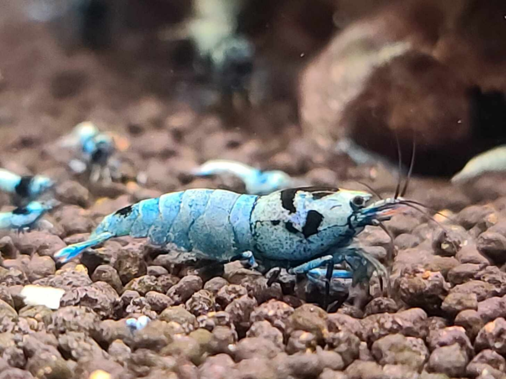 Blue Shadow Mosura Shrimp with bright white patterns 