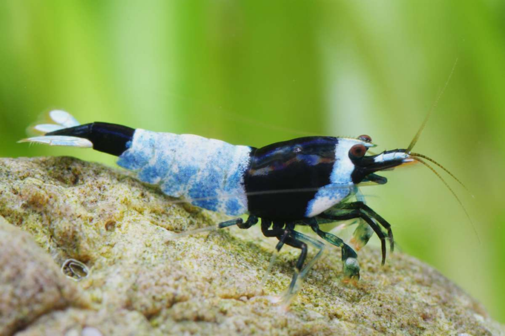 Blue Mosura Shrimp with more white Patterns than blue-black splotches