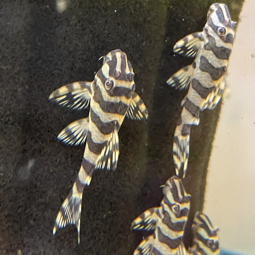 L134 Leopard Frog Pleco Breeding Community