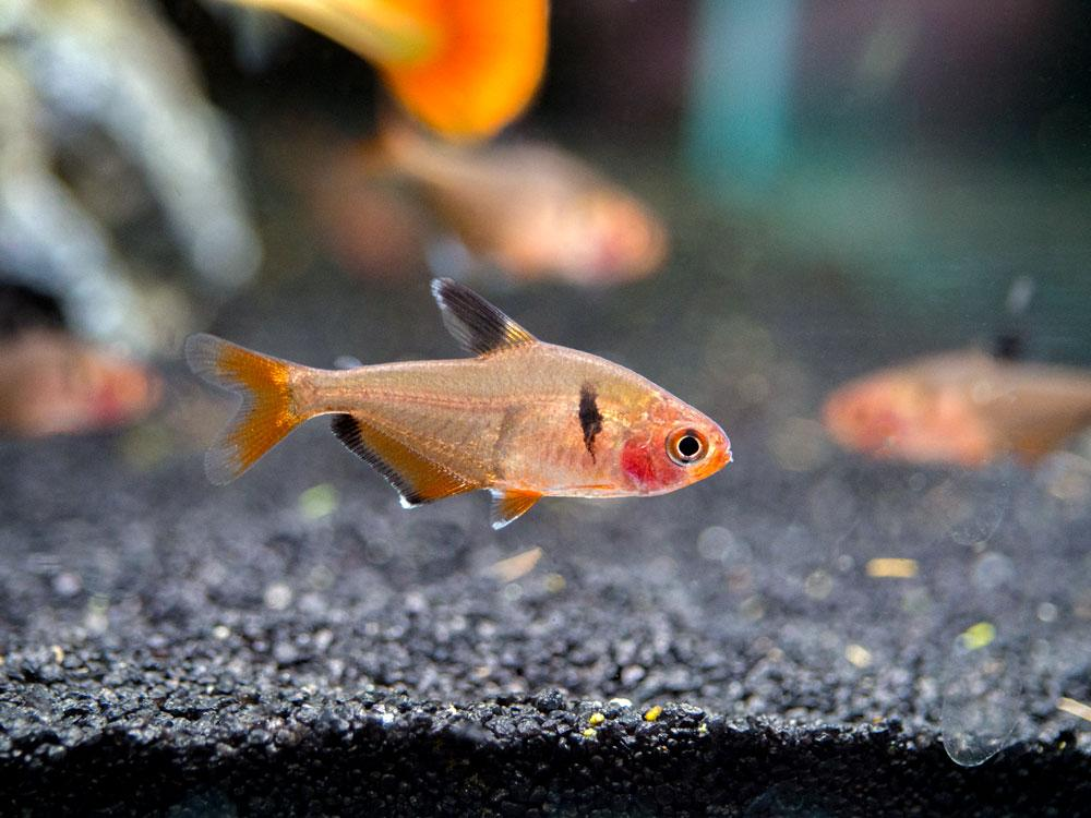 Serpae Tetra community ready for snack time.