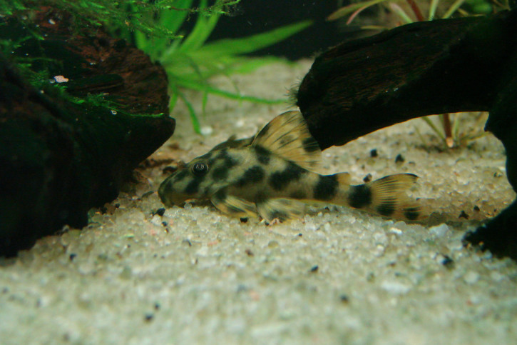 A Brown Dot Pleco resting on the sandy substrate of its planted tank