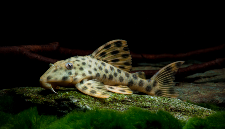 A Brown Dot Pleco in a well-lit home aquarium with live plants