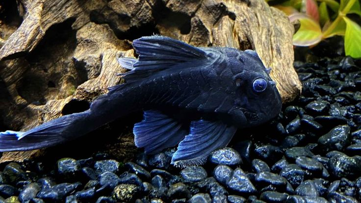 The Blue Panaque eat driftwood and lay on smooth pebbles