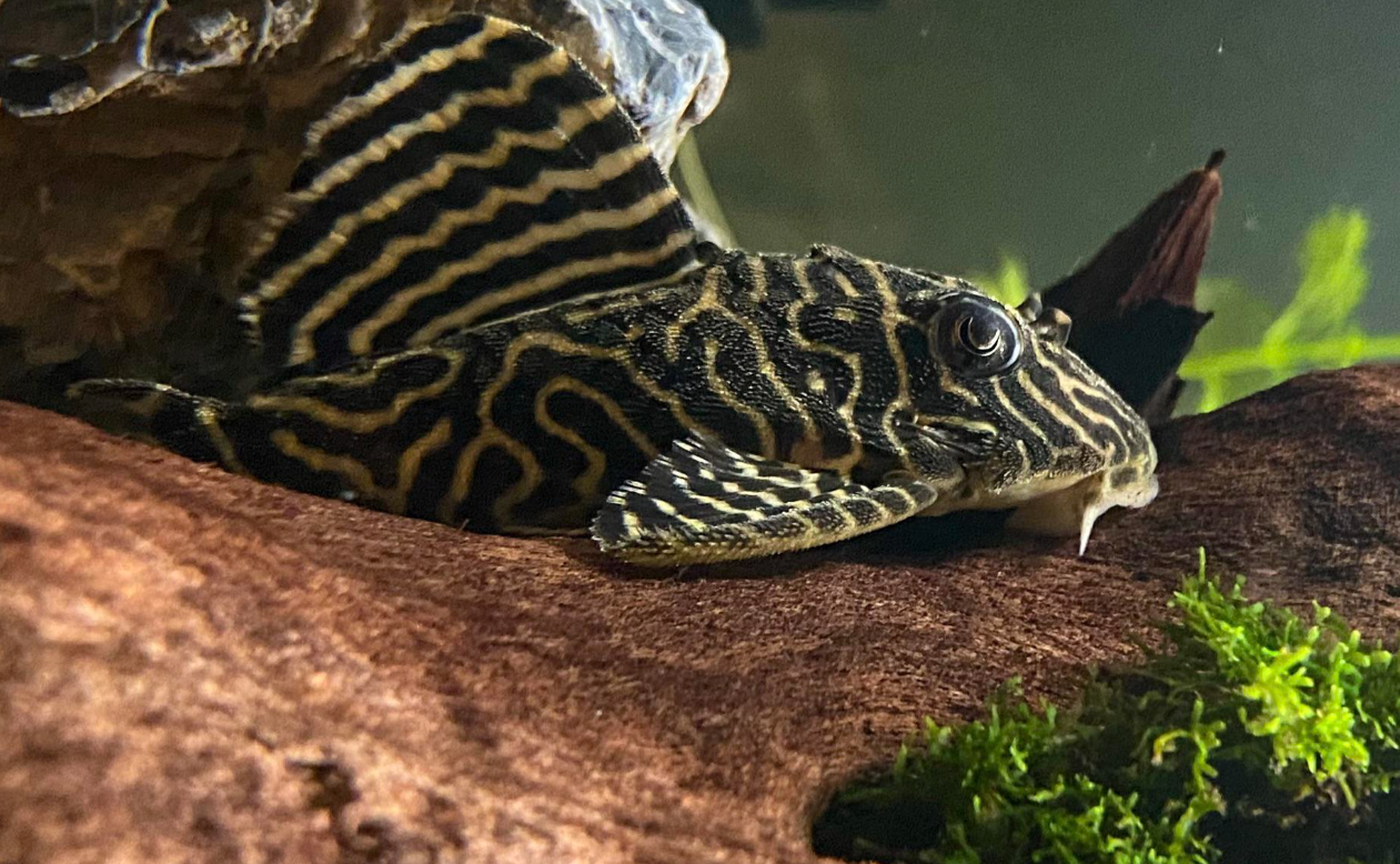 King Tiger Pleco (Hypancistrus sp. L333): The Royal Striped Star of ...