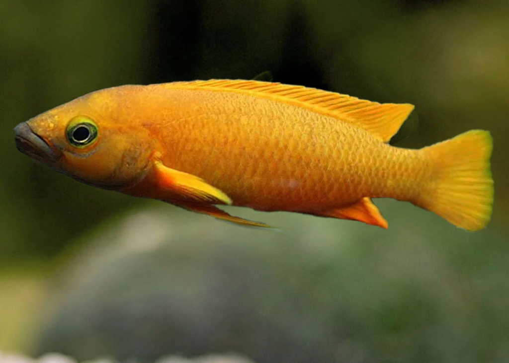 A Lemon Cichlid with orange scales