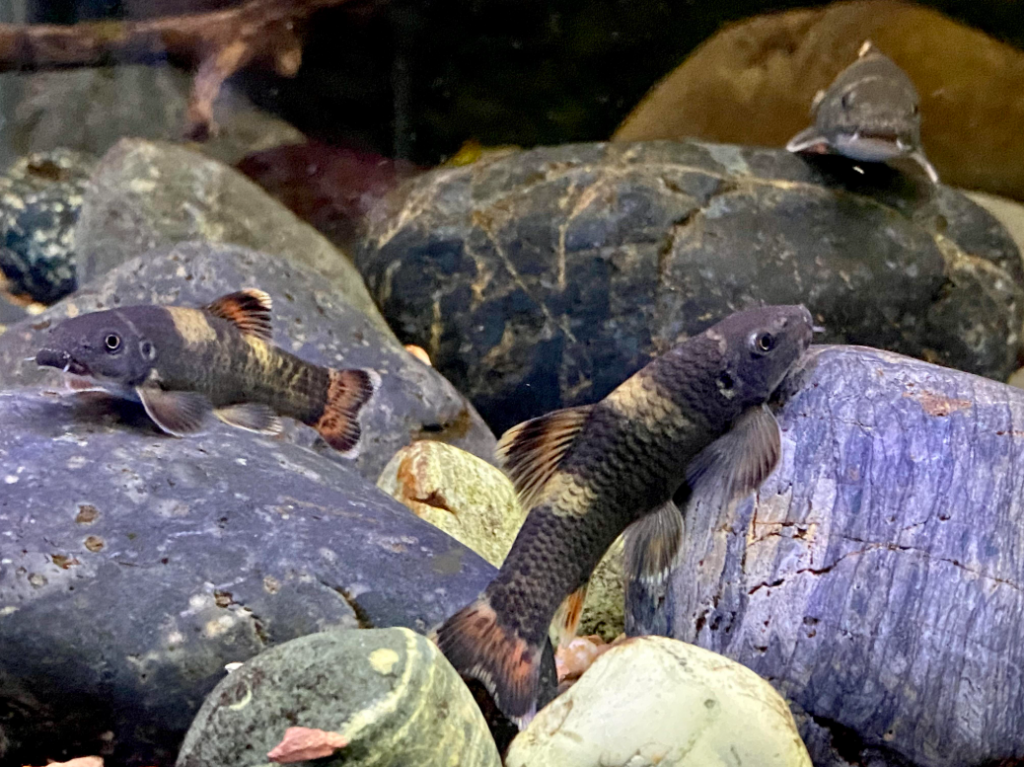 Panda Garra with light yellow bands resting on rocky decor in their community tank
