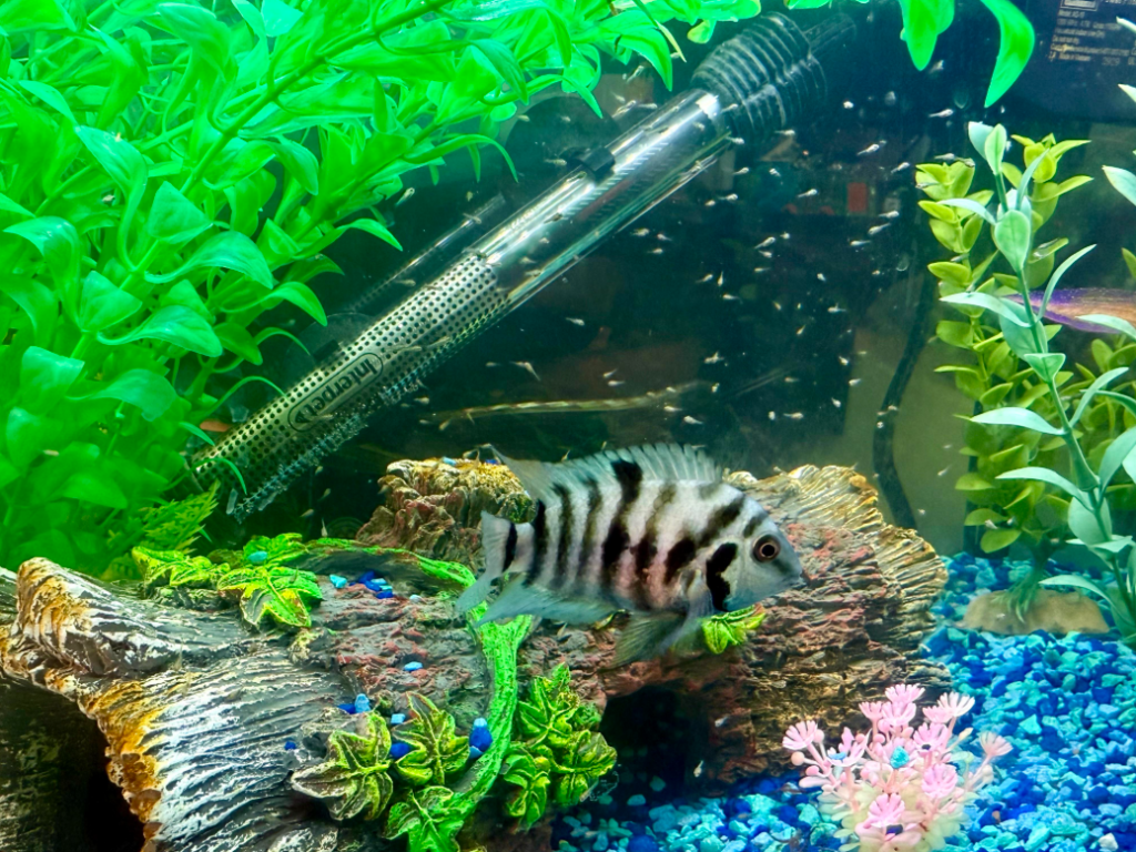 Convict Cichlid protecting its fry