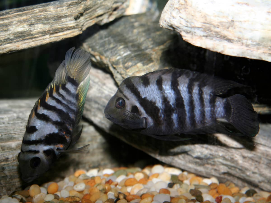 A pair of convict cichlids protecting their nesting site