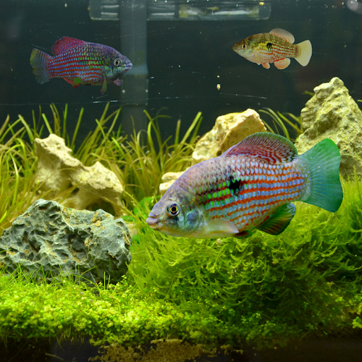 American Flagfish thrive in dense vegetation