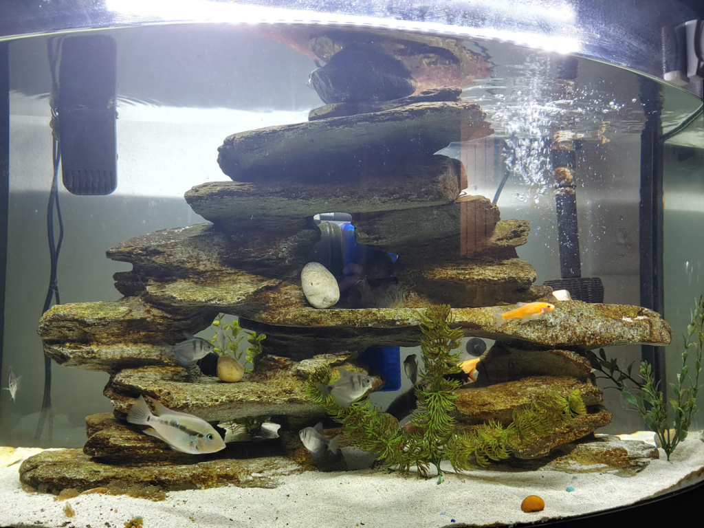 Pictured, Rocky Aquarium aquascape