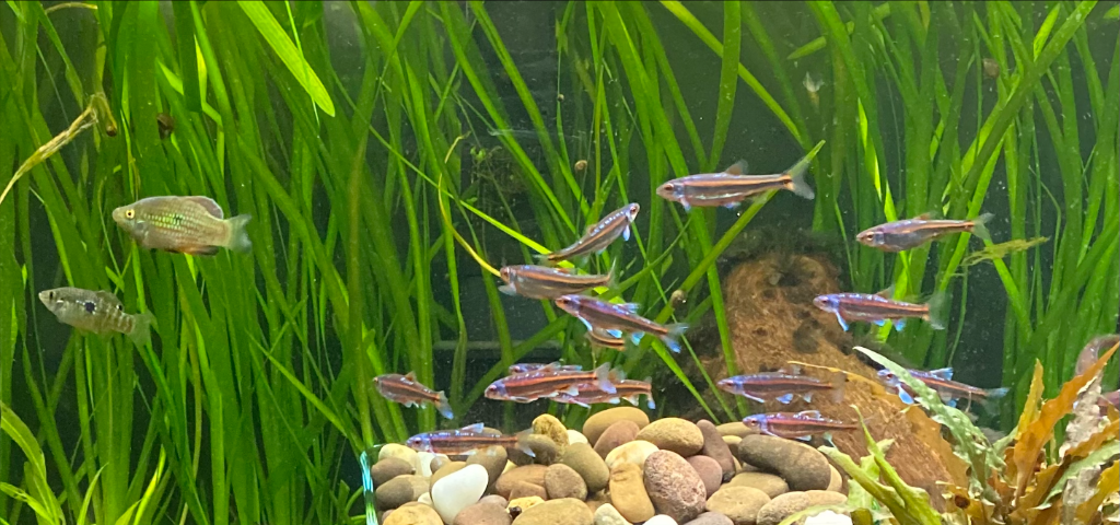 American Flagfish in a community tank