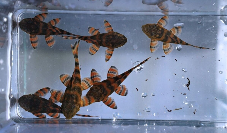 A group of Alenquer Tiger Plecos in a breeding tank
