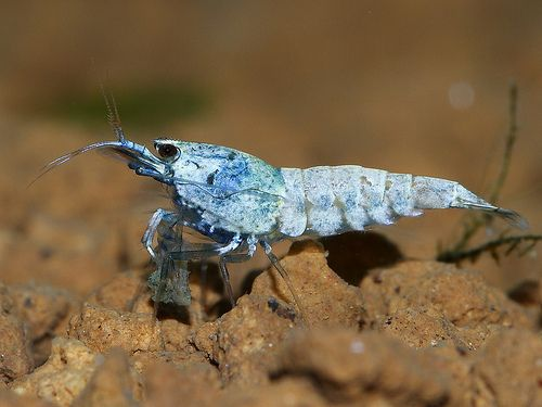 Pictured, A Blue Bolt shrimp resting