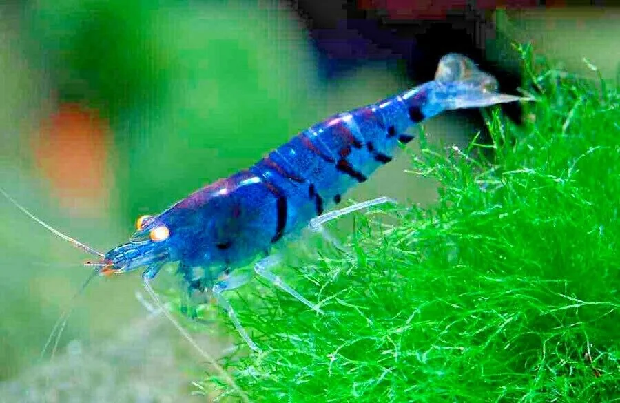 A planted home aquarium filled with shrimps