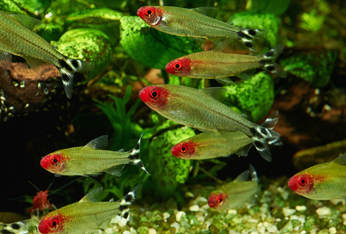 Rummy Nose Tetras make great tank mates for Zebra Danios