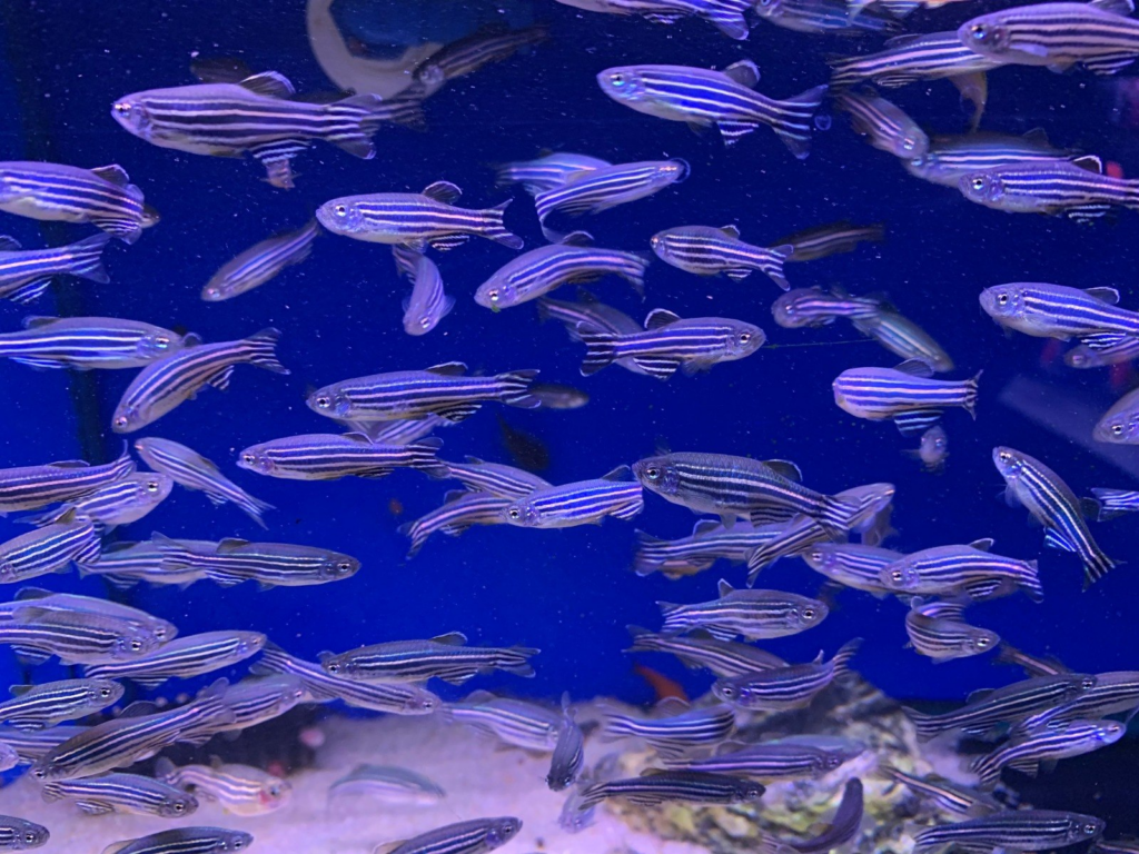 Zebra Danio Community in their spacious aquarium