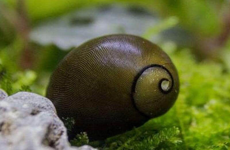 Olive Nerite Snails have smooth olive green shells that blend into planted tanks
