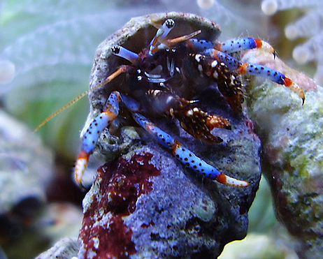 A blue-legged Hermit Crab with a stolen shell