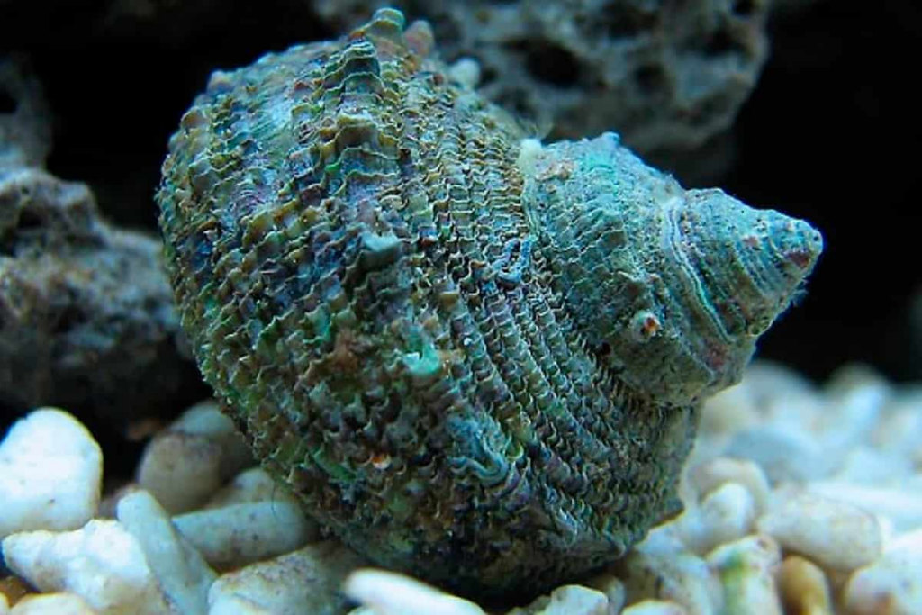 A happy and healthy Mexican Turbo Snail