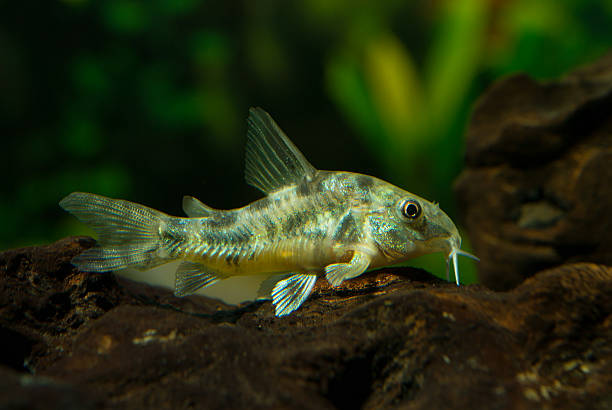 Peppered Corydoras sometimes have iridescent scales because of their speckled coloration