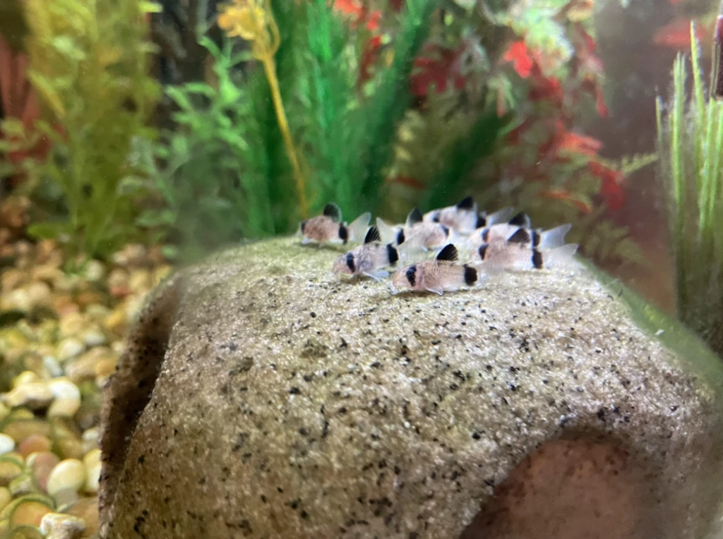 Young Panda Corydoras parked on a rock