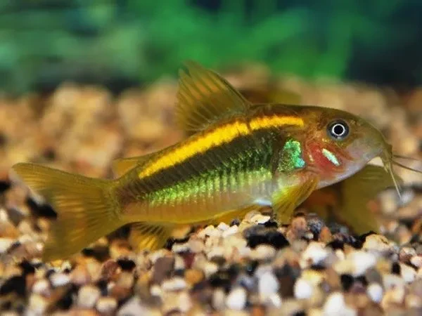 Gold Laser Corydoras have a striking golden-yellow appearance