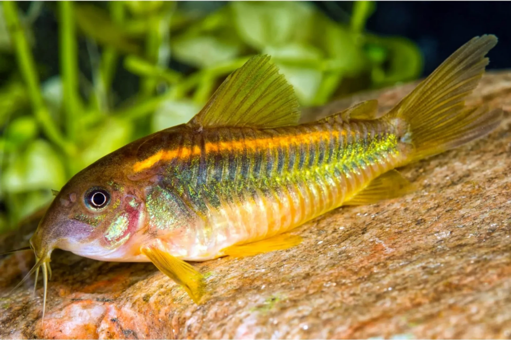 Gold Laser Cory resting in its aquascaped nano tank