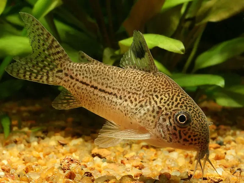 Julii Corydoras in its planted nano tank 