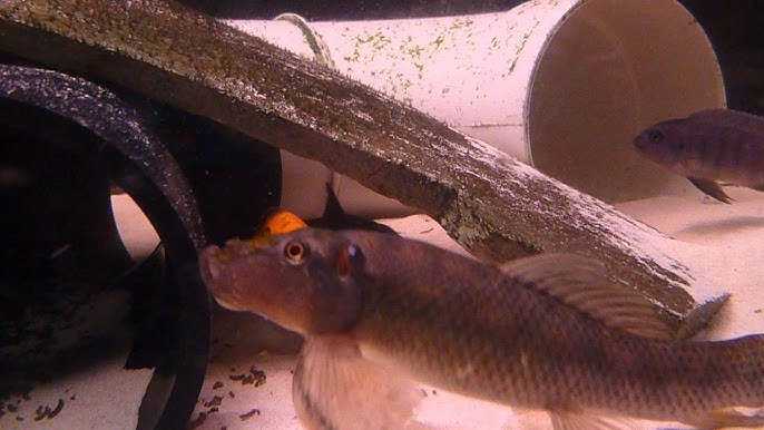 Large Adult Chinese Algae Eater