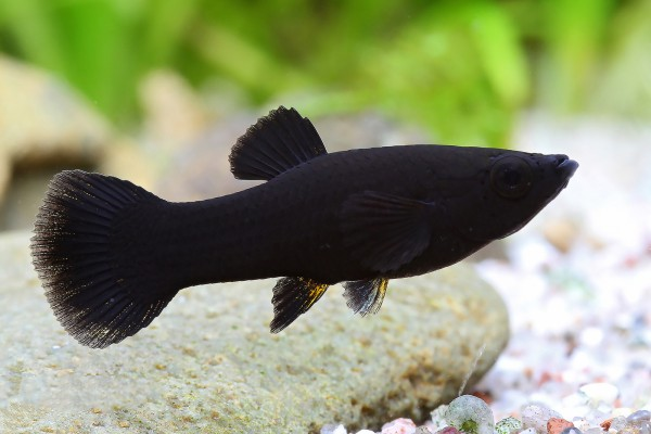 True Black Molly in a well aquascaped tank