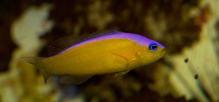 Purple Stripe Dotty Back in its saltwater tank
