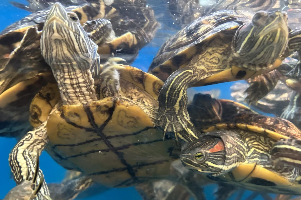 A bustling Red-Eared Slider Turtle only community tank