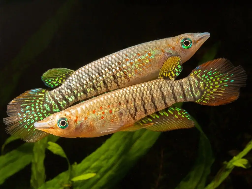 Stunning Panchax