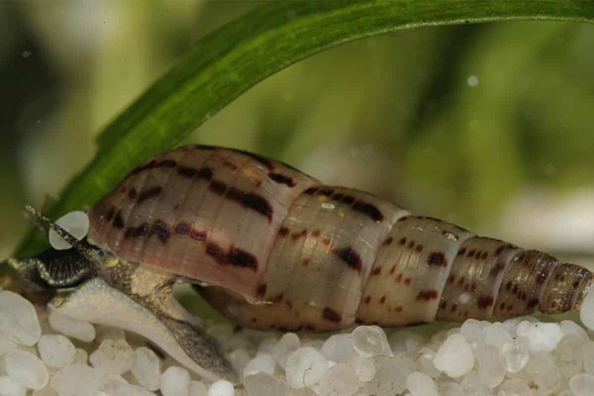 A Malaysian Trumpet Snail