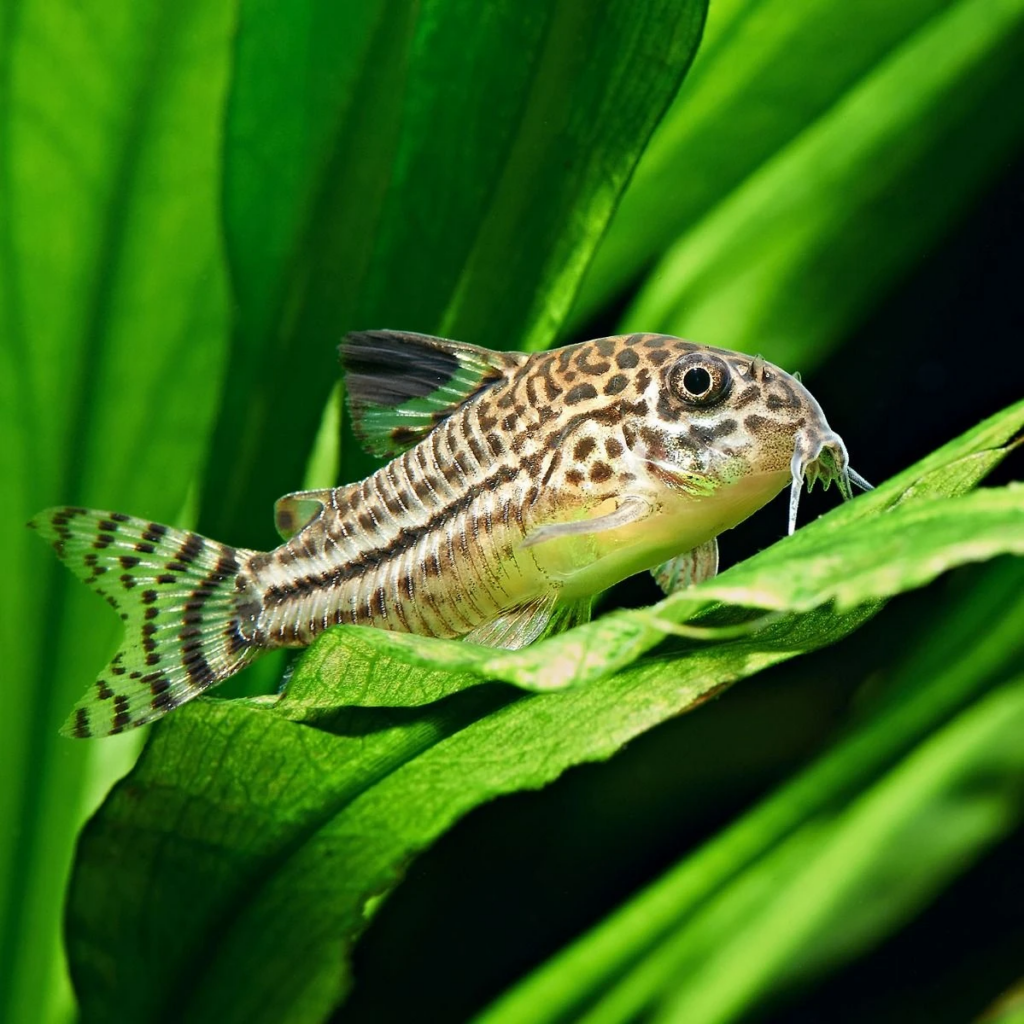 Corydoras julii love aquascaped environments with plenty of live plants