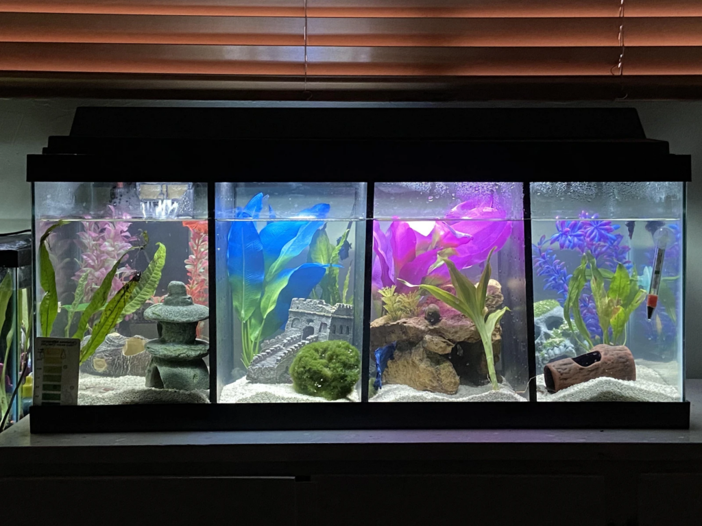 Divided tanks allow you explore different themes in one aquarium