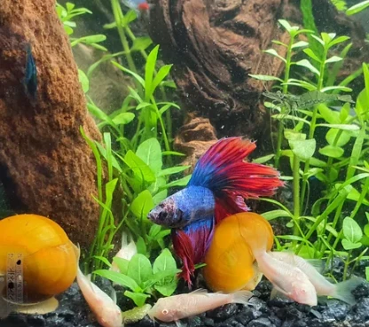 Betta fish living peacefully with its Corydoras Catfishes and Mystery Snails Tankmates
