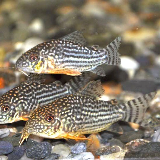Sterbai Corys resting on their smooth granite substrates 