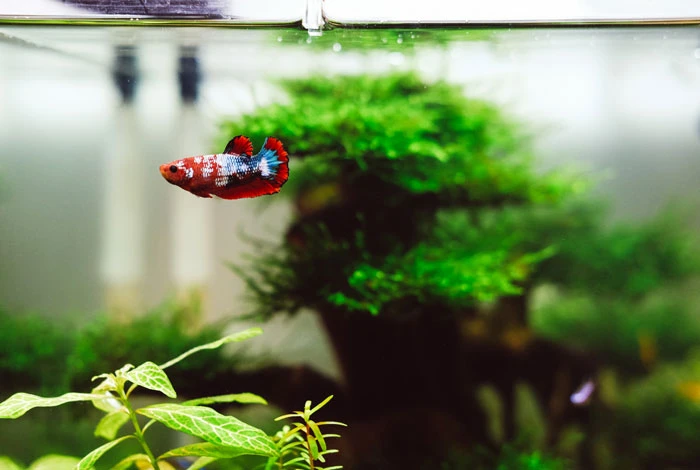 A tabletop Betta aquarium with a hang-on-back filter
