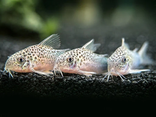A school of Corydoras similis
