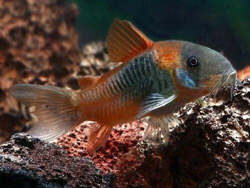 Closeup of a vibrantly colored Venezuelan Corydoras